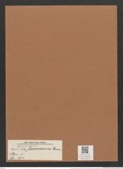 Navicula lacunarum Grun. (de-Toni-Nr.: Genus 1, Species 592) Zeichnungen Sammlung Grunow Mappe 00518 (Herbarium_W_Grunow_drawings_Folder_00518)